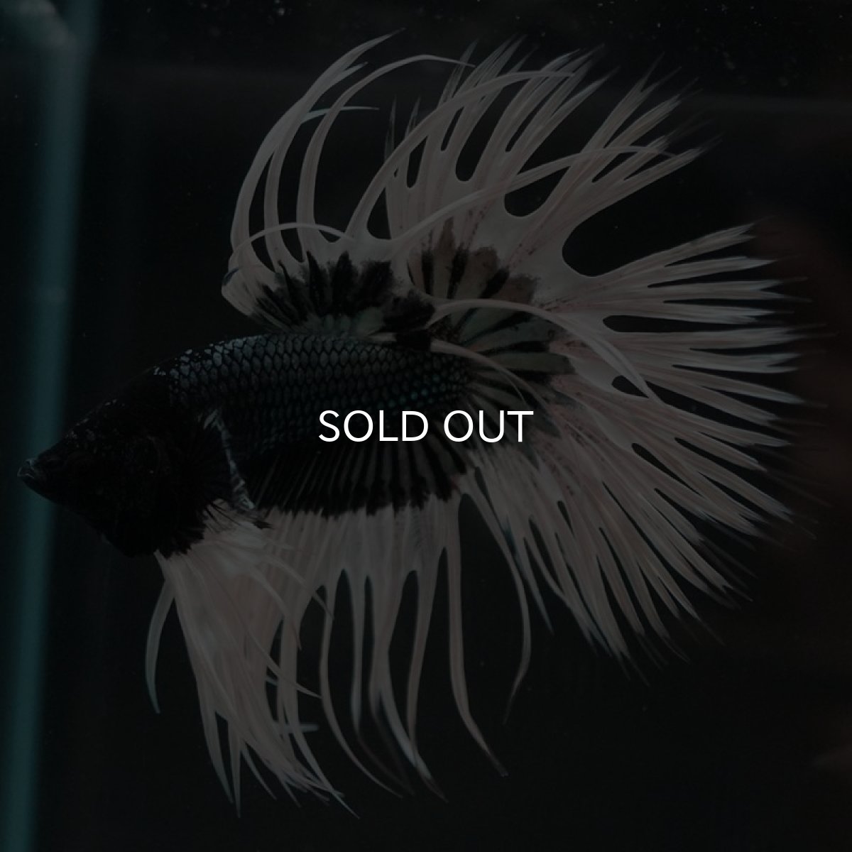 画像4: CT ブラックカッパーバタフライ (4)