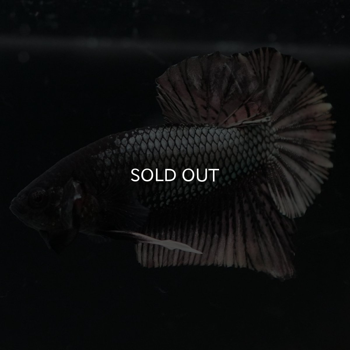 画像2: HMPK　ブラックカッパー (2)