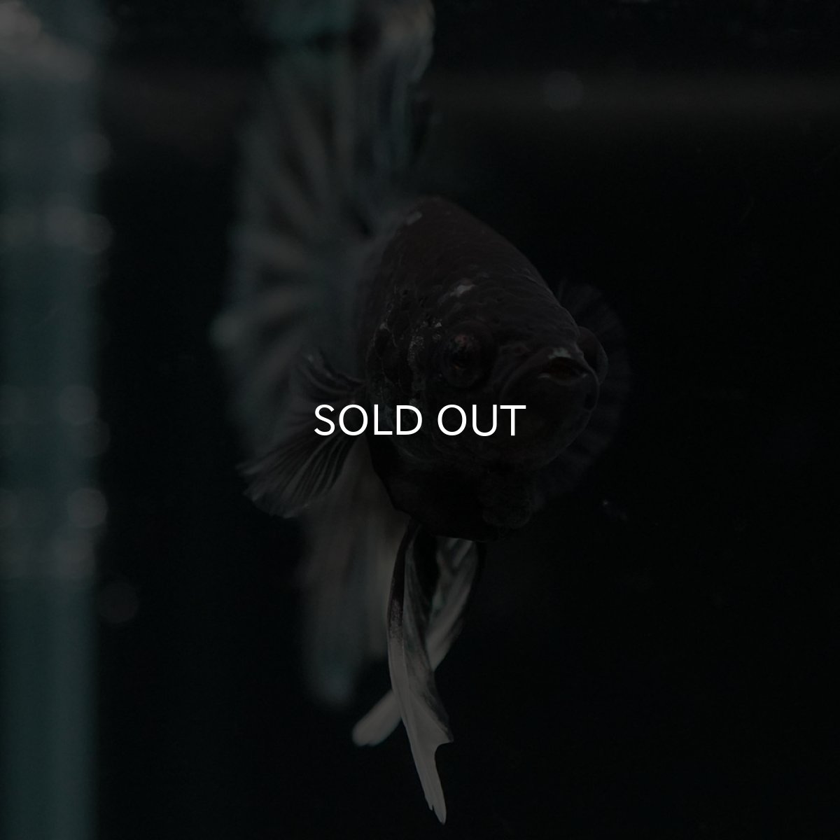 画像4: HMPK　ブラックカッパー (4)