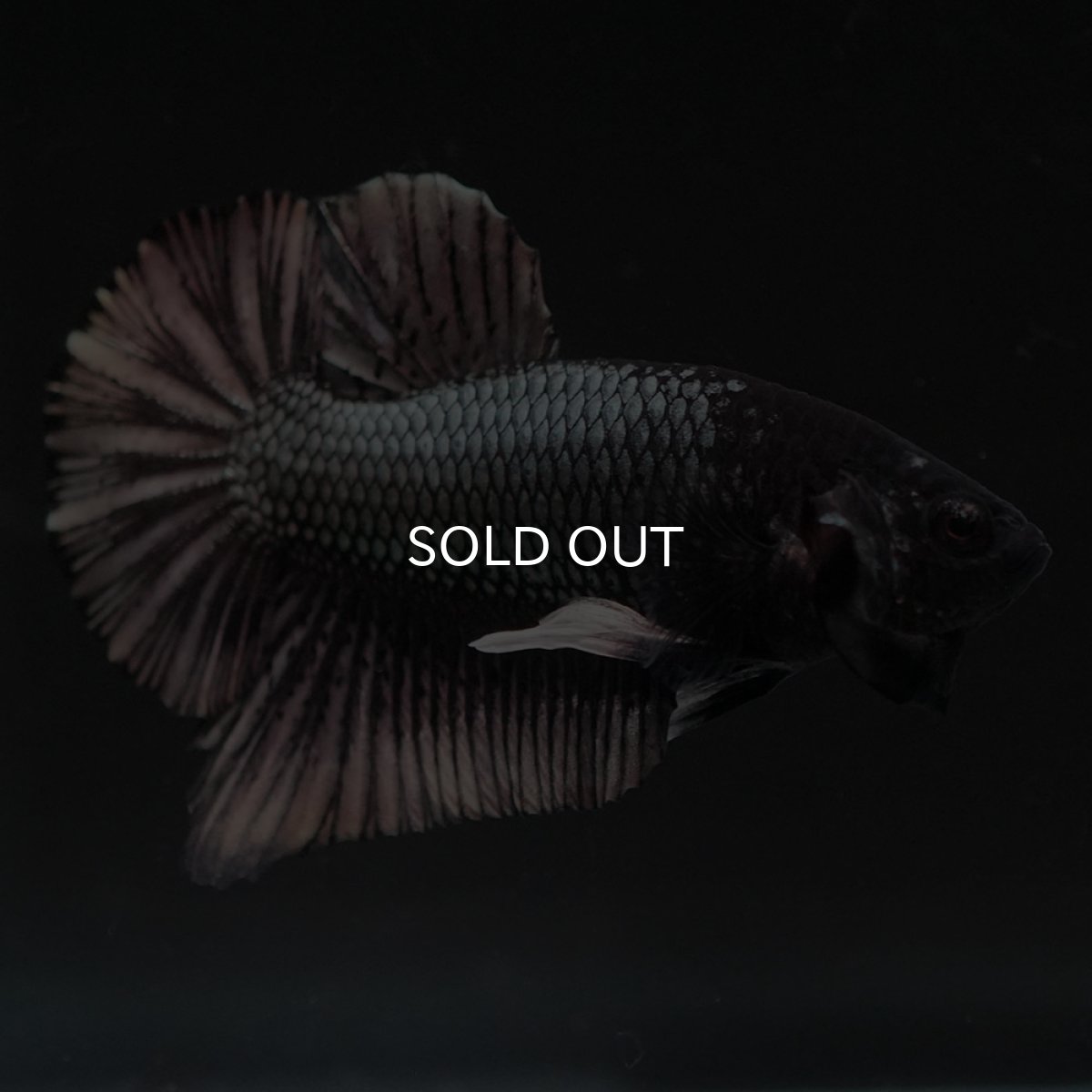 画像5: HMPK　ブラックカッパー (5)