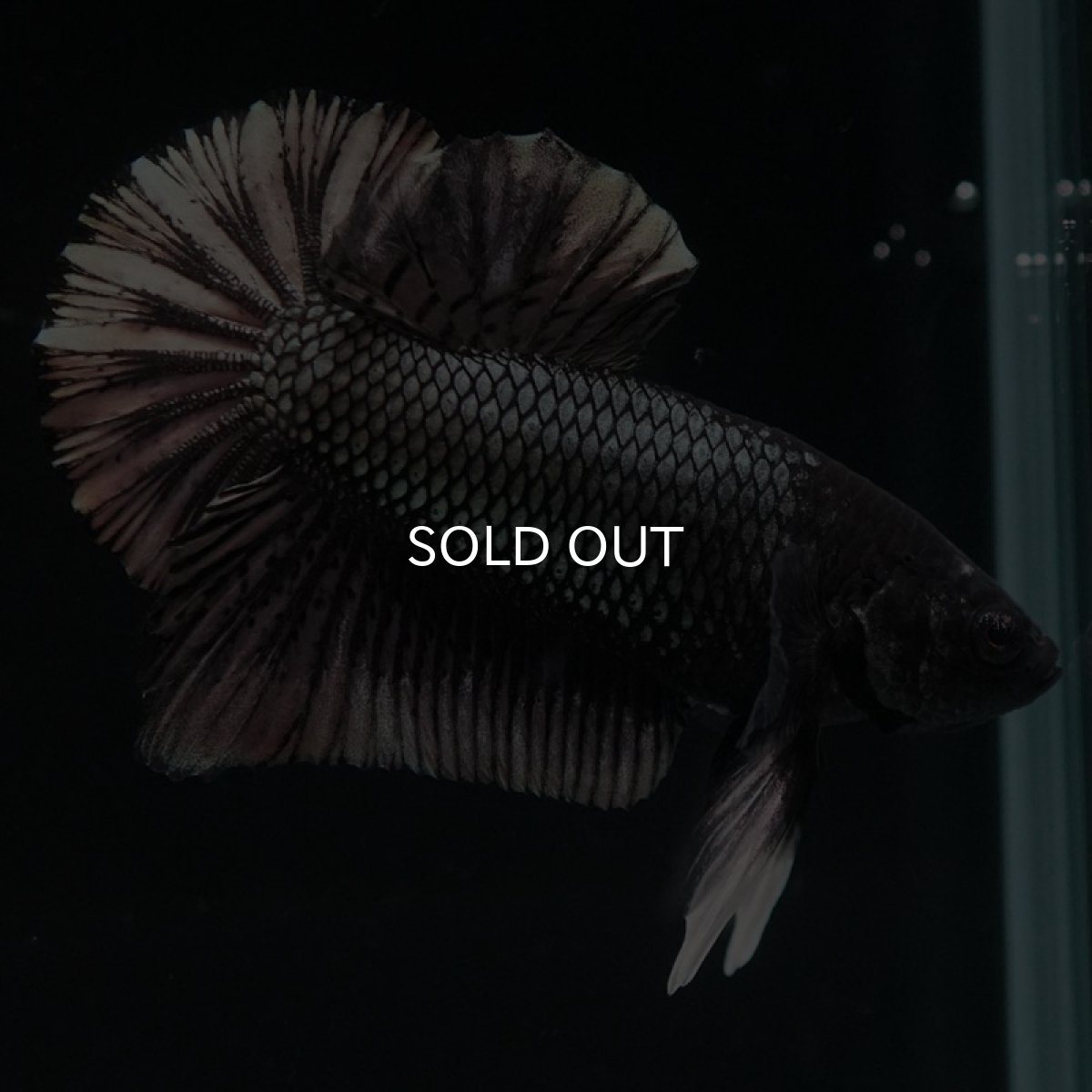 画像3: HMPK　ブラックカッパー (3)