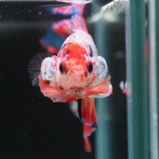 画像5: DTPK　キャンディ (5)