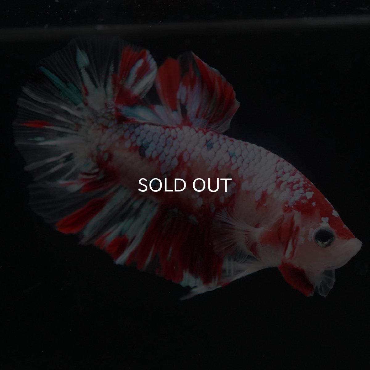 画像11: HMPK　鯉ギャラクシー (11)