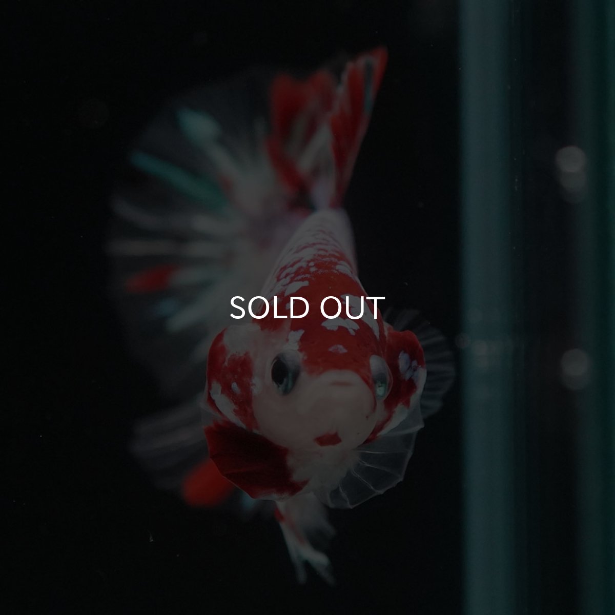 画像10: HMPK　鯉ギャラクシー (10)