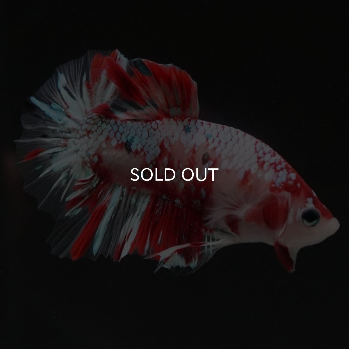 画像3: HMPK　鯉ギャラクシー (3)