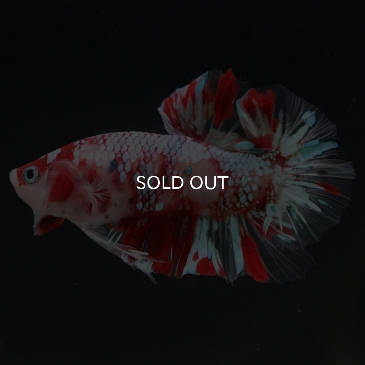 画像2: HMPK　鯉ギャラクシー (2)