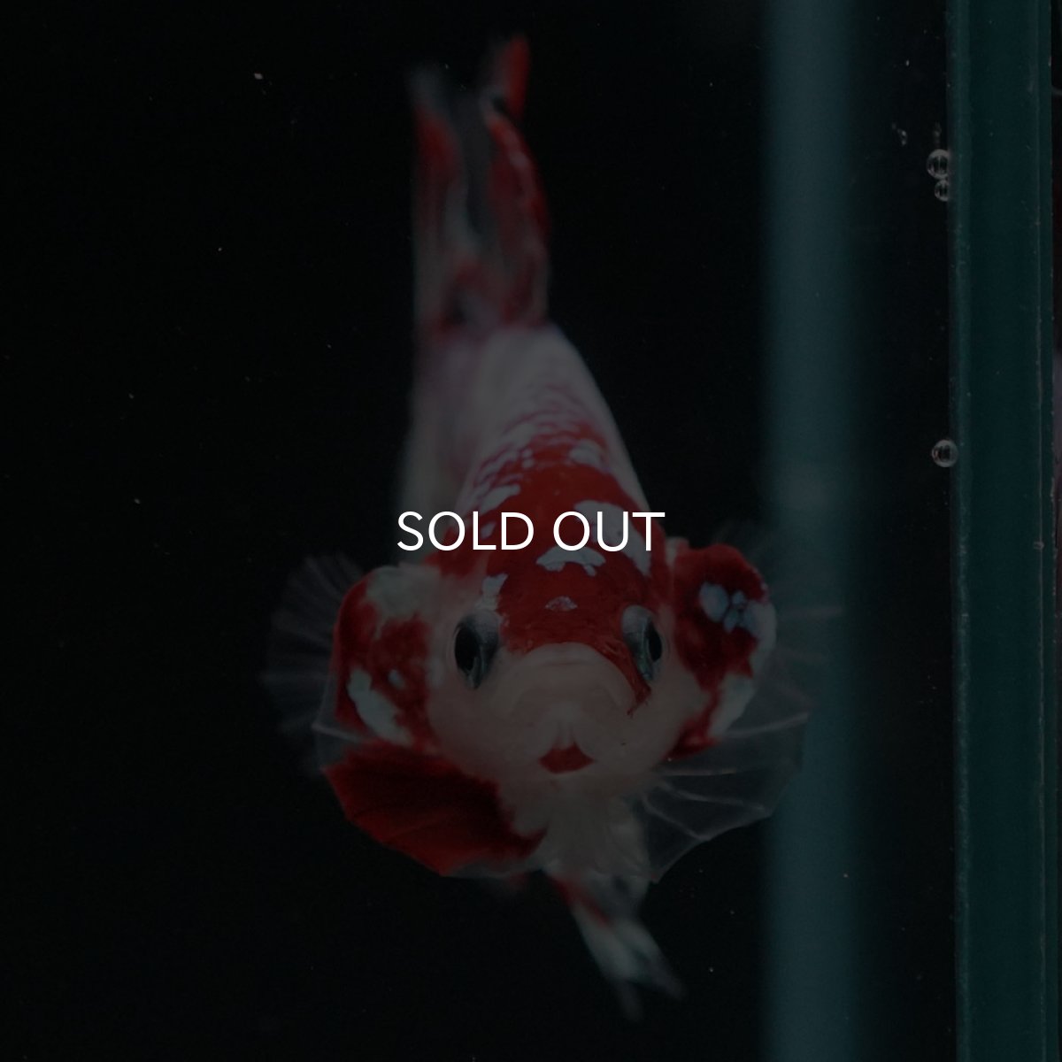 画像4: HMPK　鯉ギャラクシー (4)