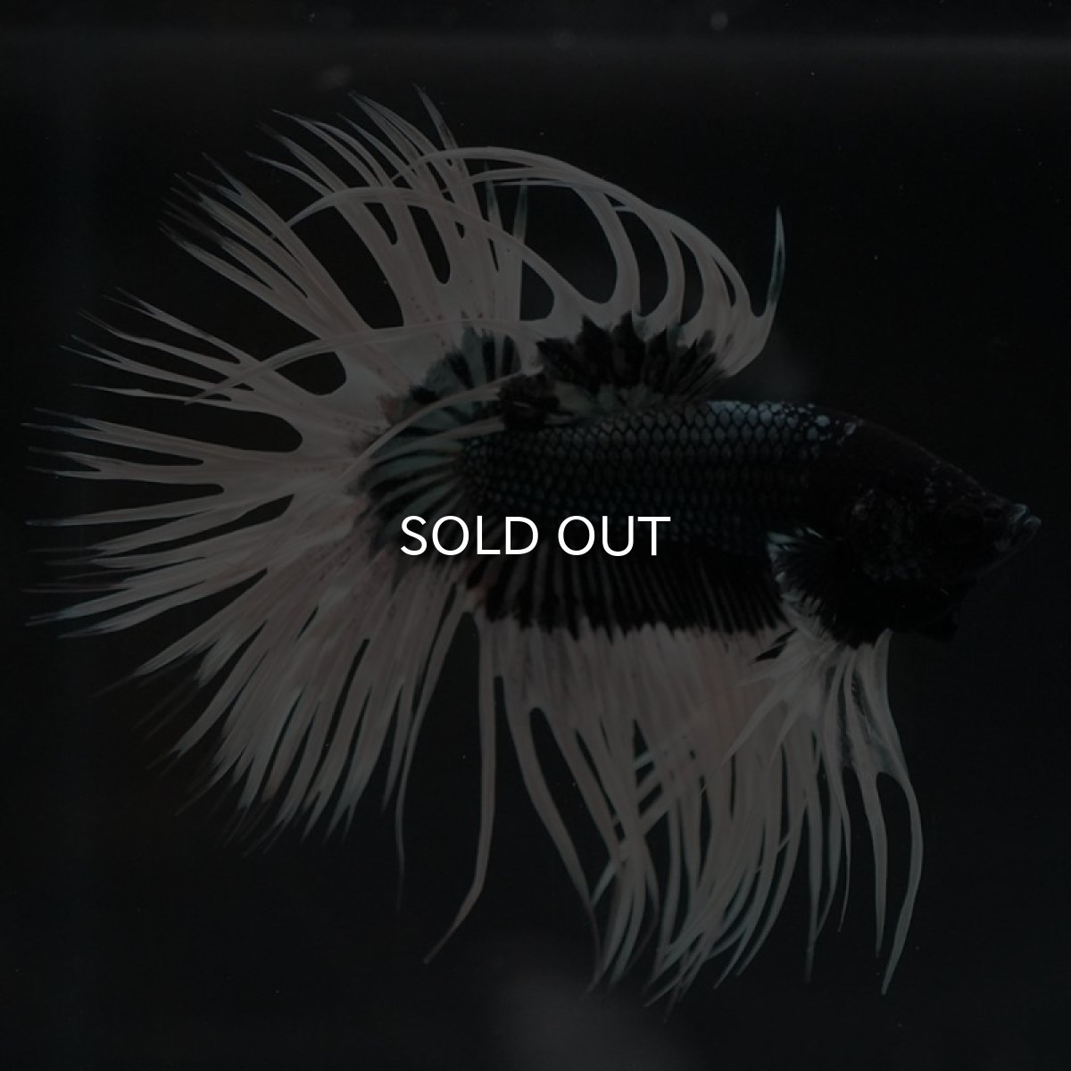 画像3: CT ブラックカッパーバタフライ (3)