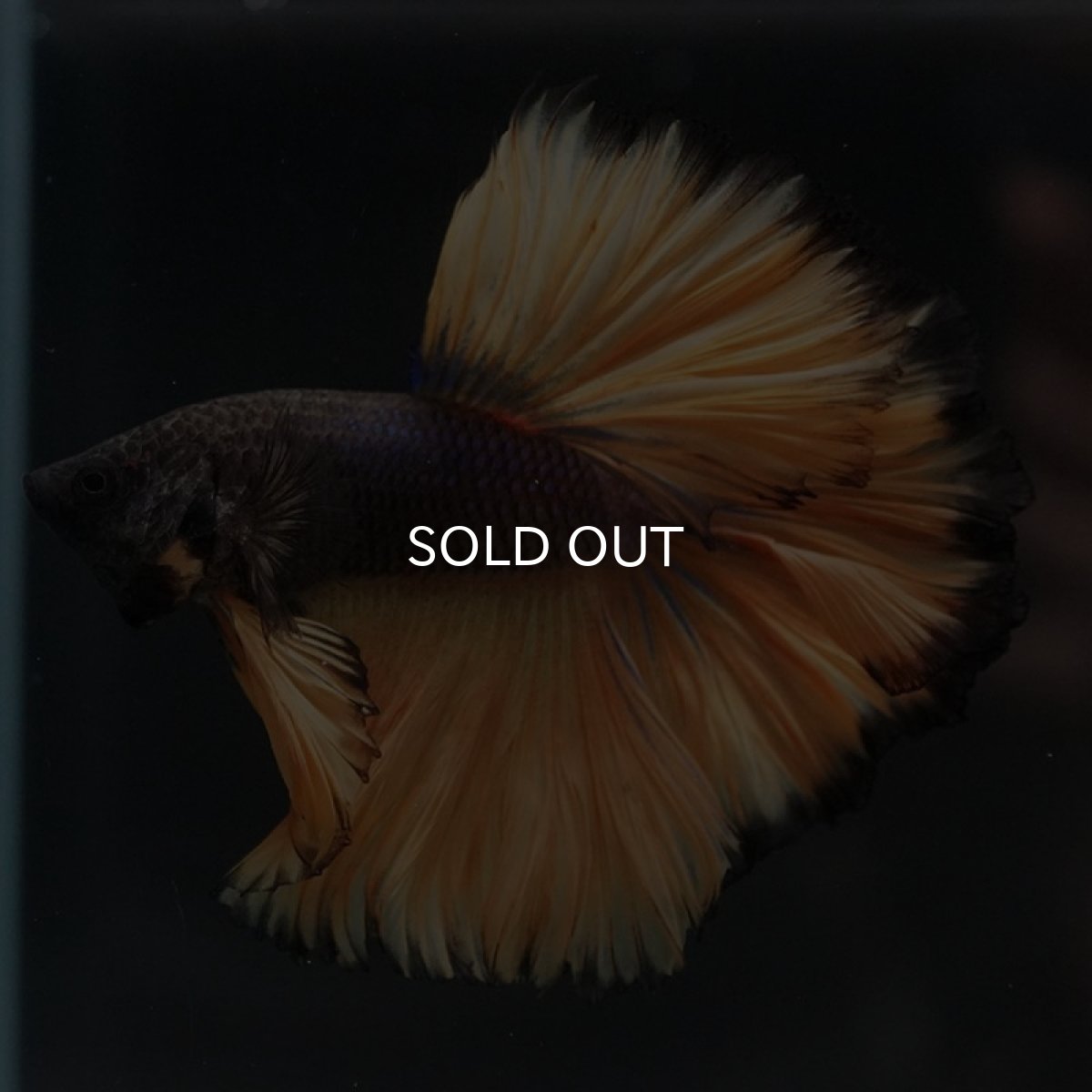 画像6: HM　ブラックマスタード　ローズテール (6)