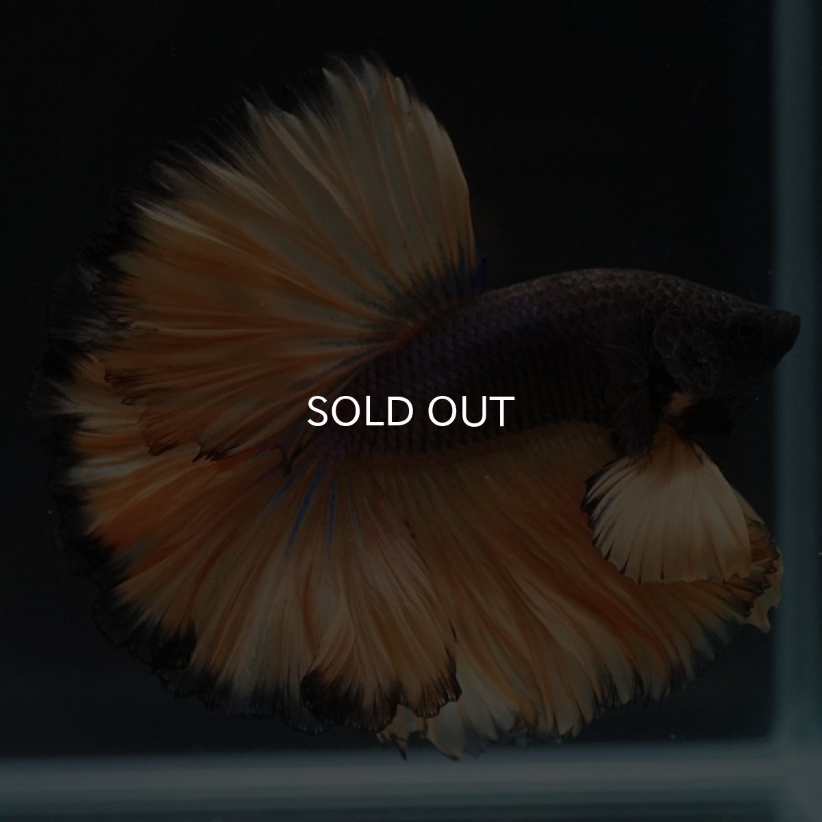 画像5: HM　ブラックマスタード　ローズテール (5)