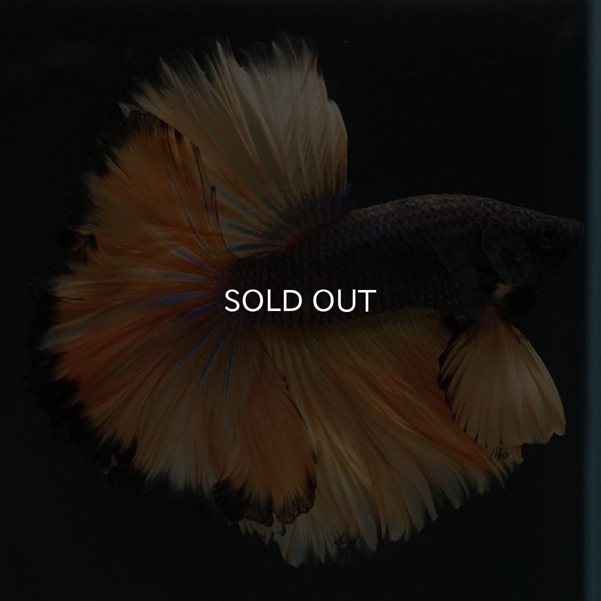 画像3: HM　ブラックマスタード　ローズテール (3)