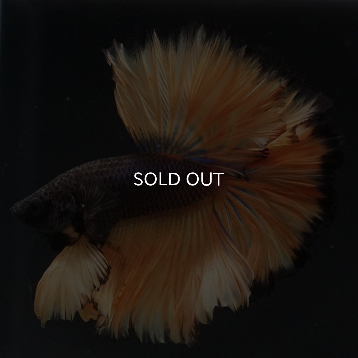 画像2: HM　ブラックマスタード　ローズテール (2)