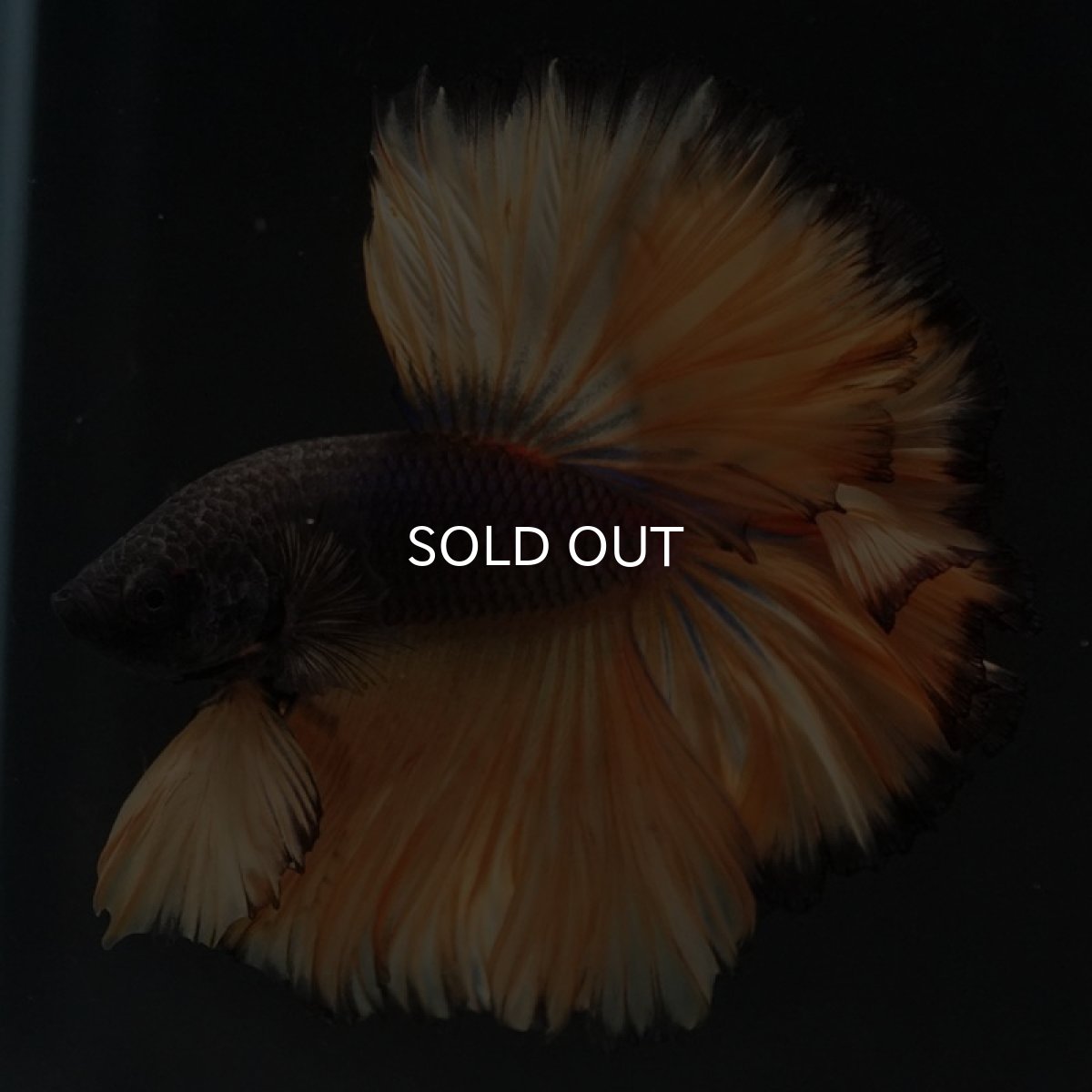 画像4: HM　ブラックマスタード　ローズテール (4)