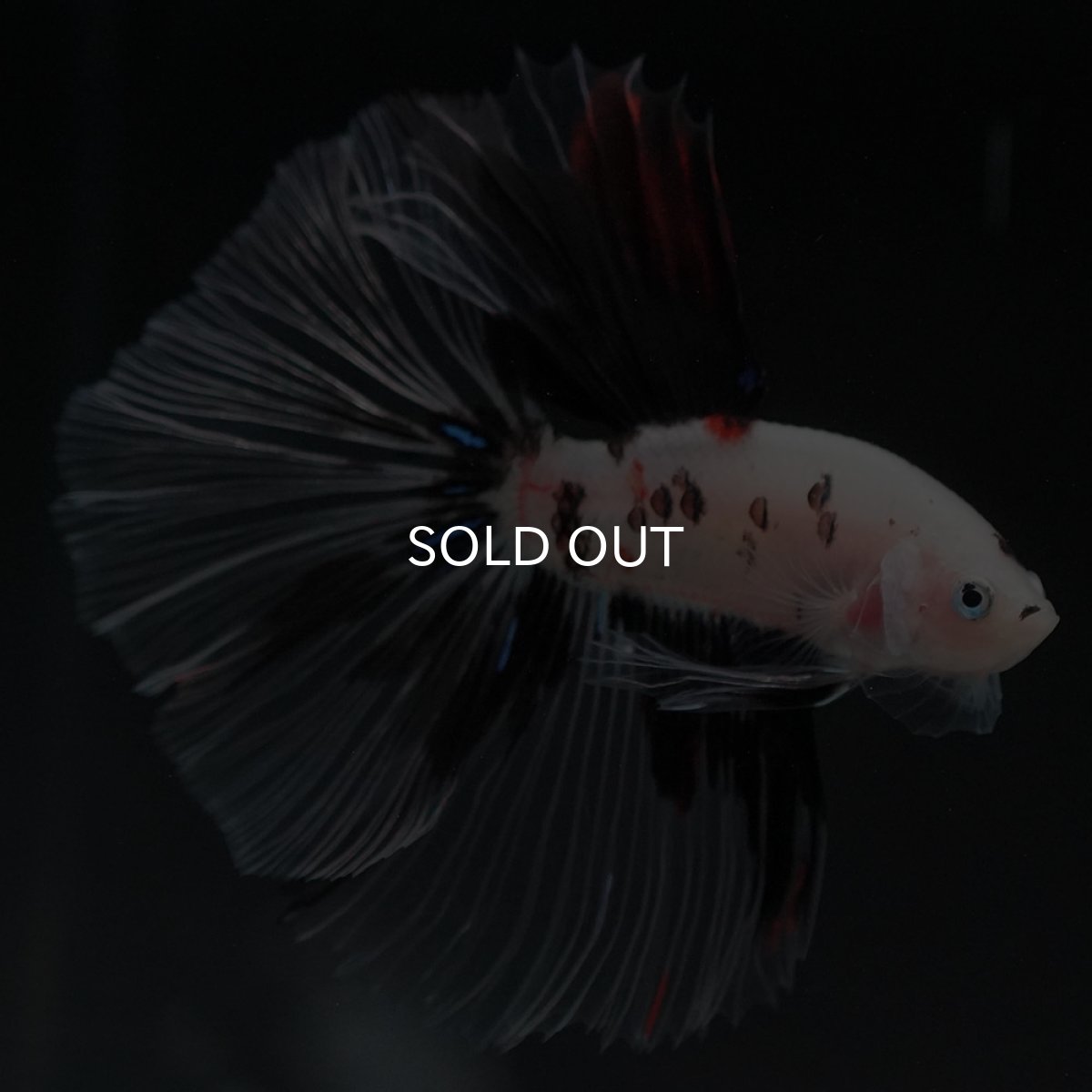 画像7: HM　鯉　クリアフィン (7)