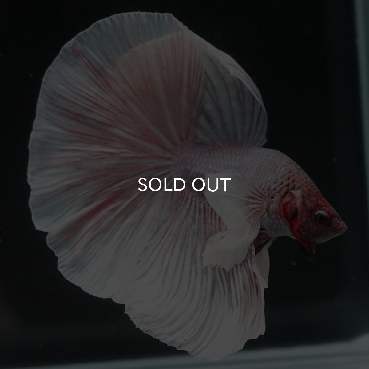 画像7: HMダンボ　ファンシー (7)