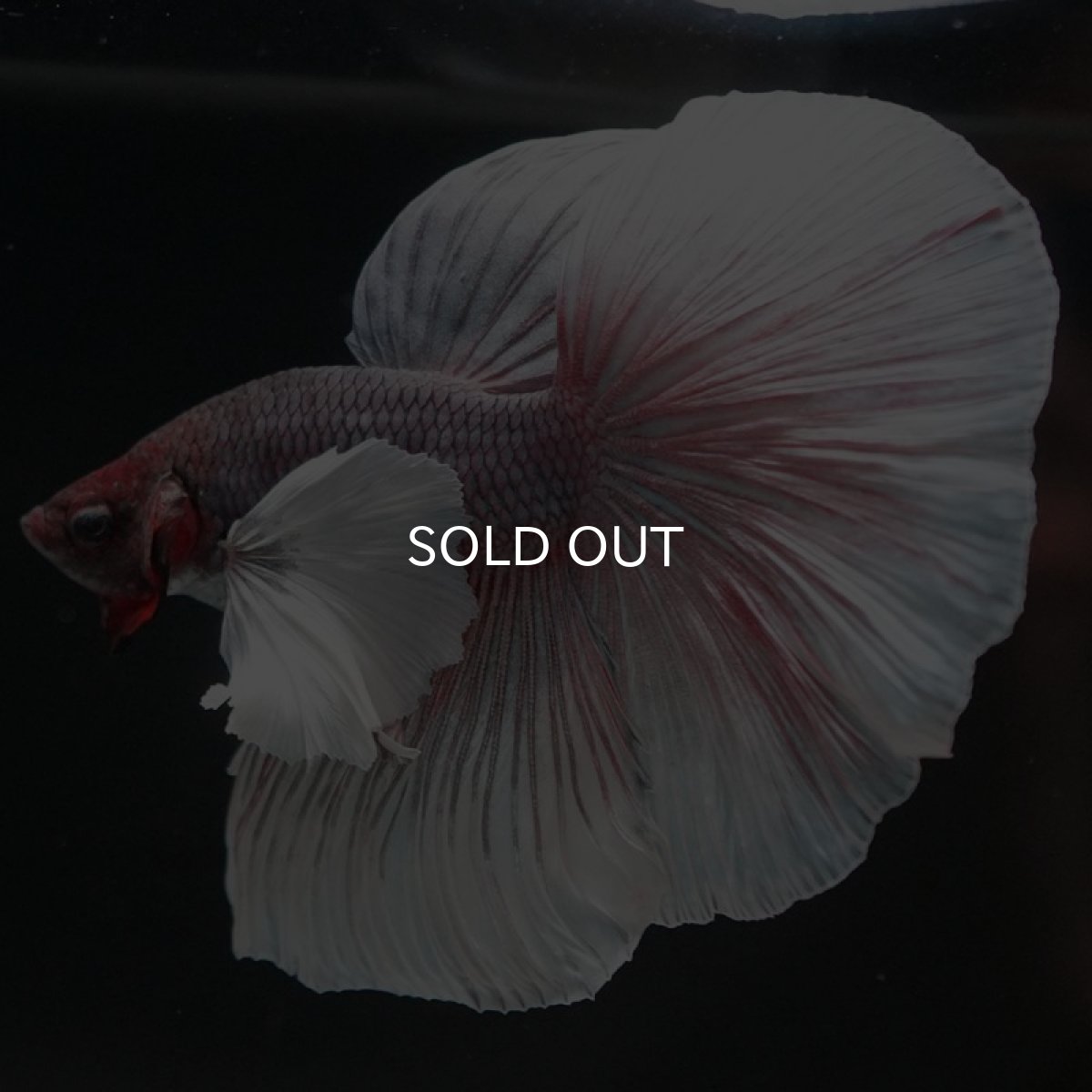 画像6: HMダンボ　ファンシー (6)