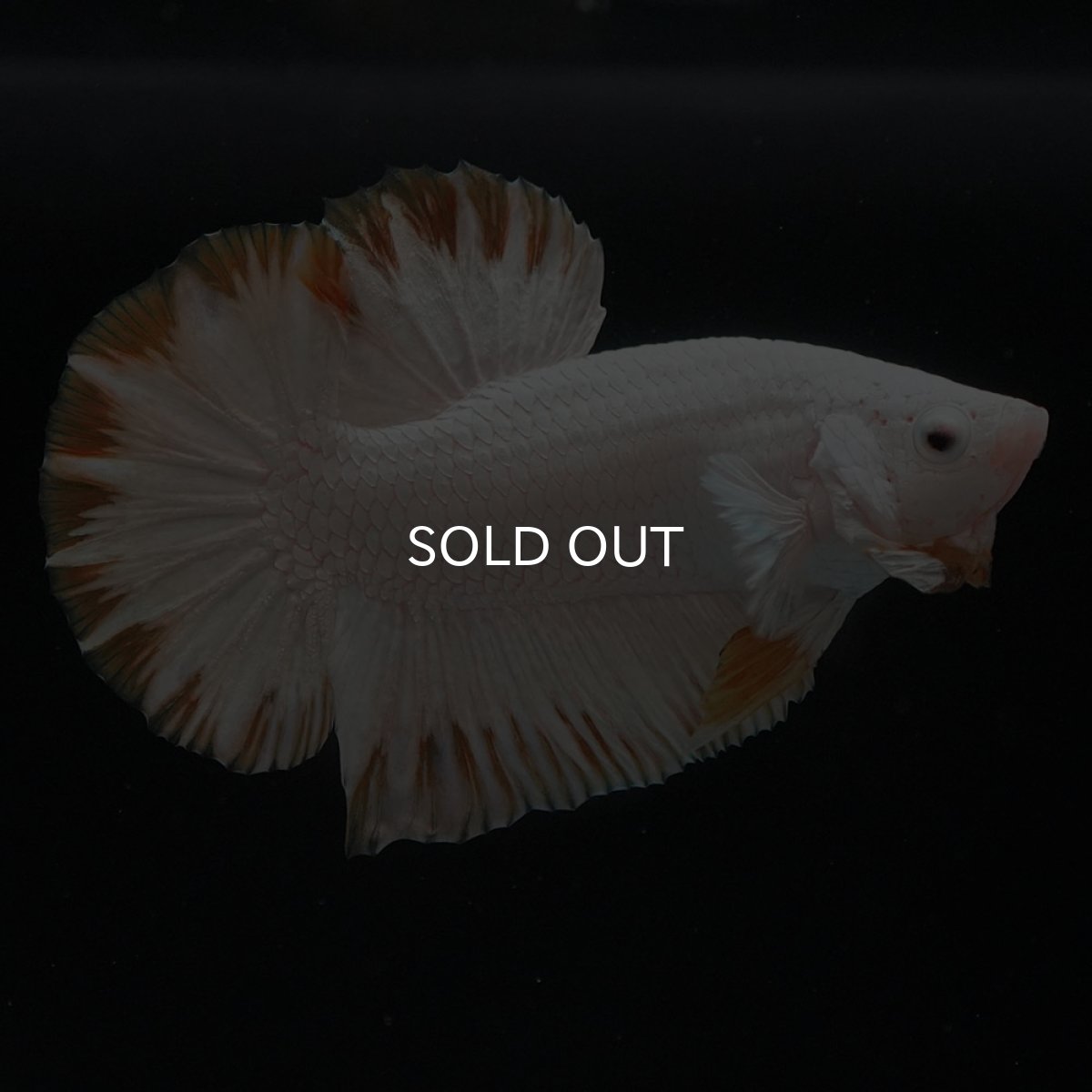 画像7: HMPK　プラチナイエロードラゴン　スノー (7)