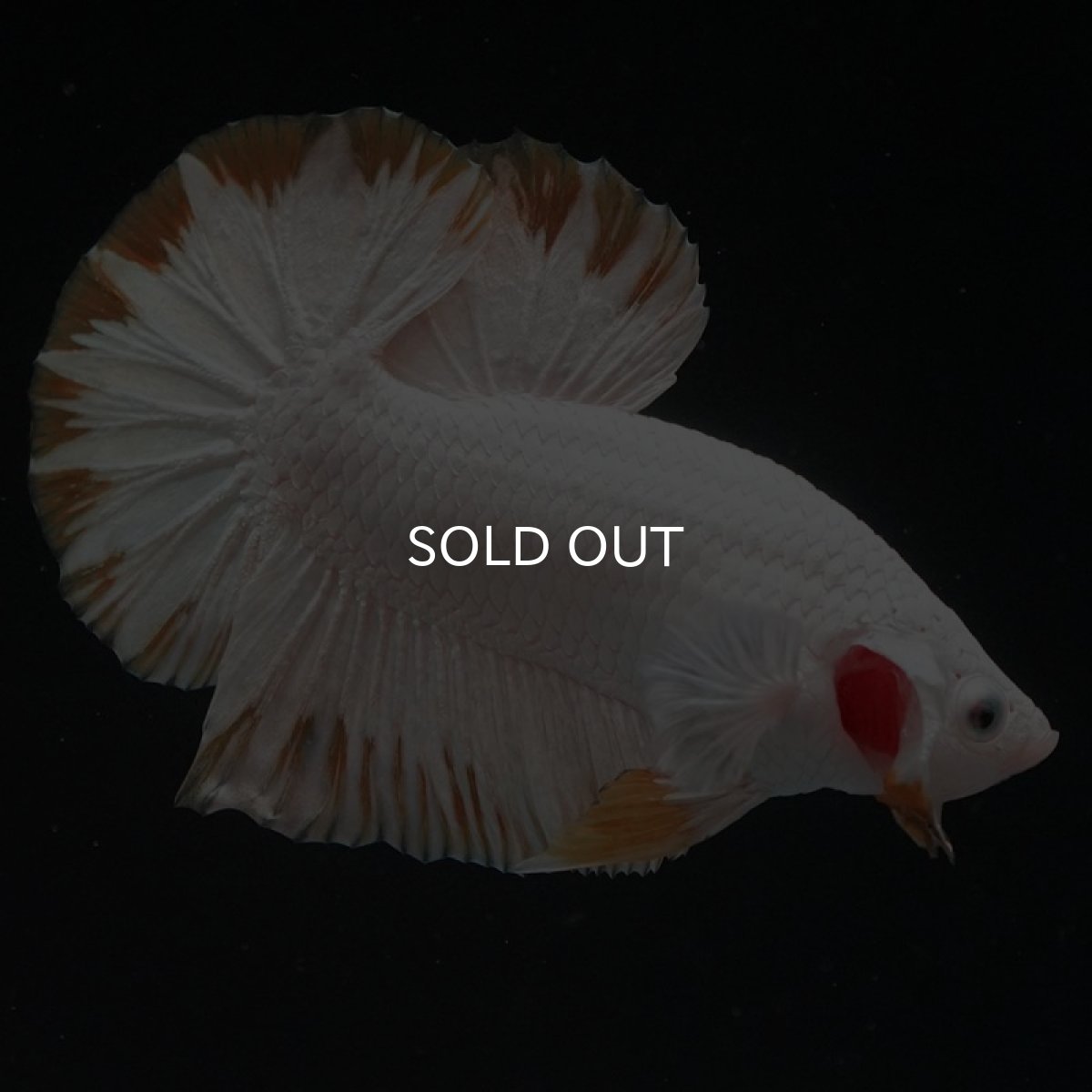 画像6: HMPK　プラチナイエロードラゴン　スノー (6)