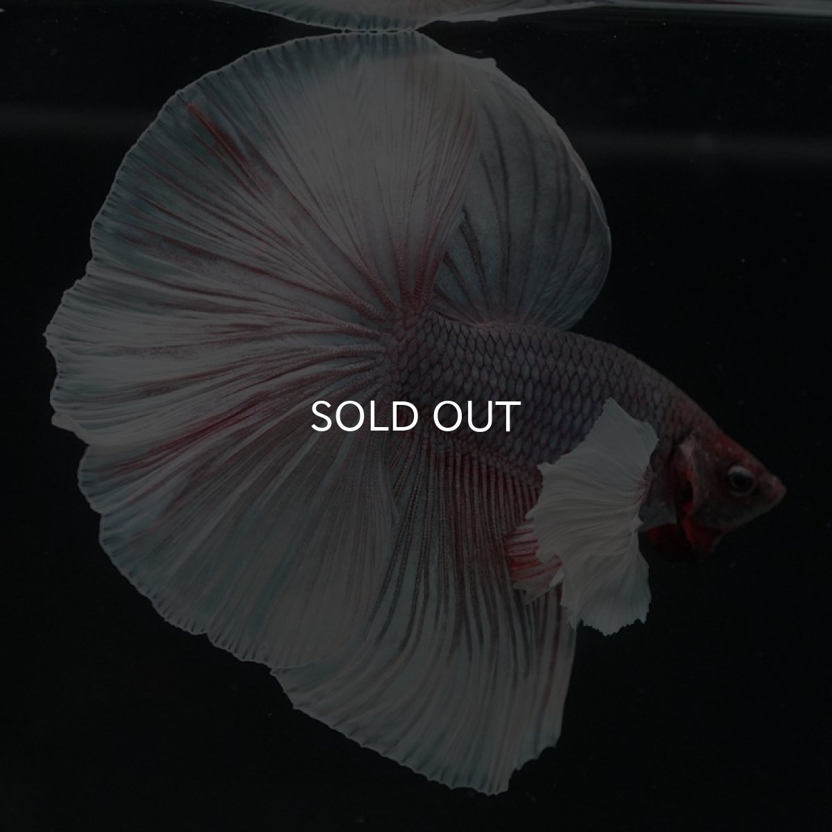 画像2: HMダンボ　ファンシー (2)