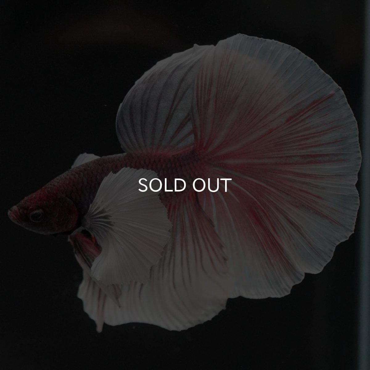 画像5: HMダンボ　ファンシー (5)