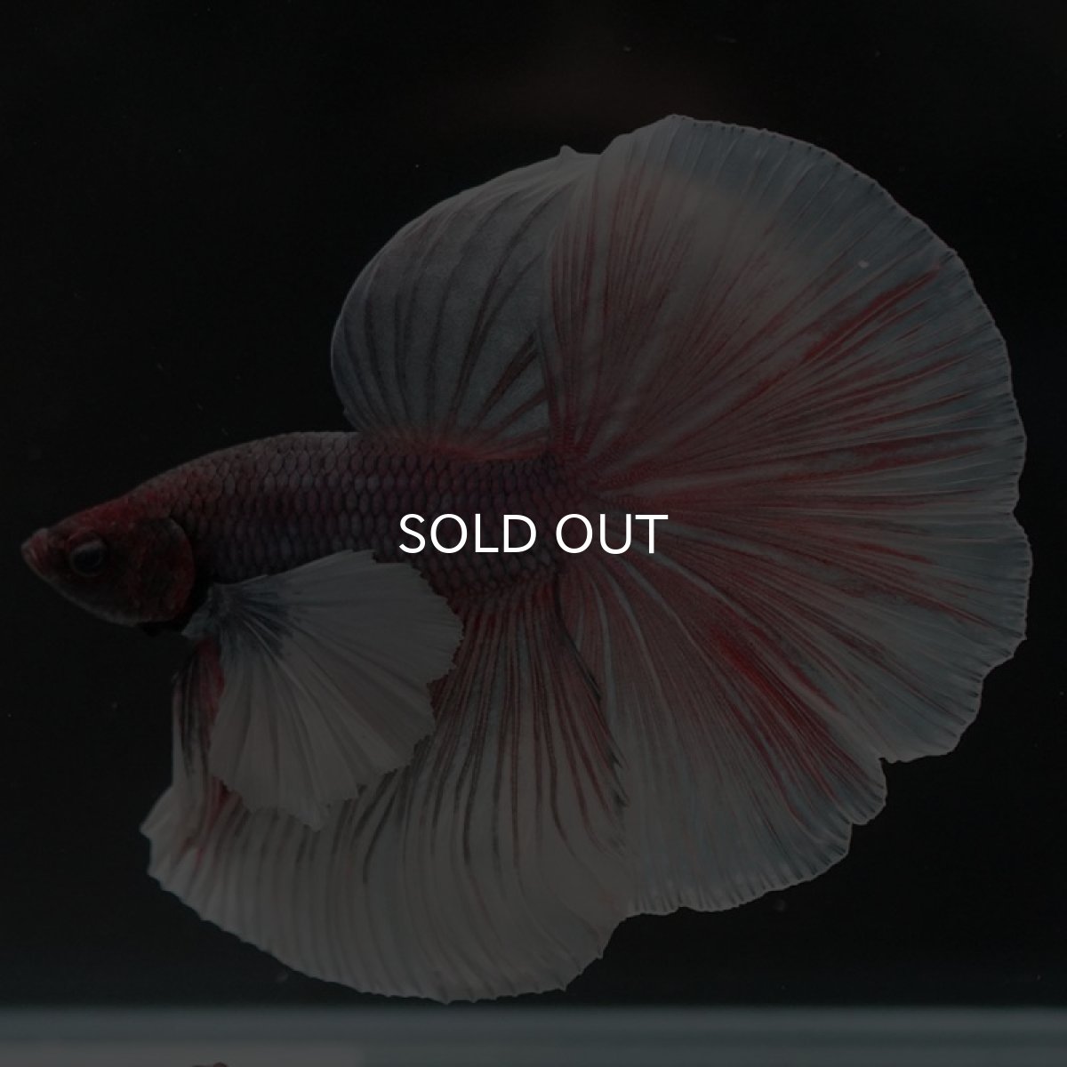 画像3: HMダンボ　ファンシー (3)