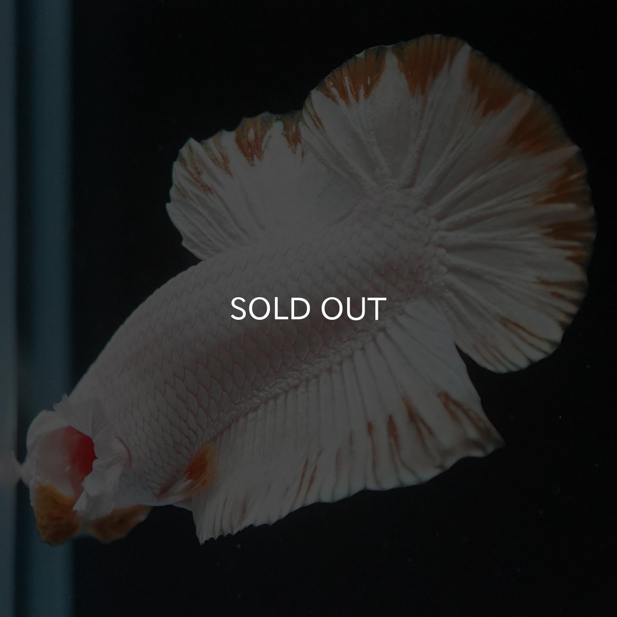 画像4: HMPK　プラチナイエロードラゴン　スノー (4)