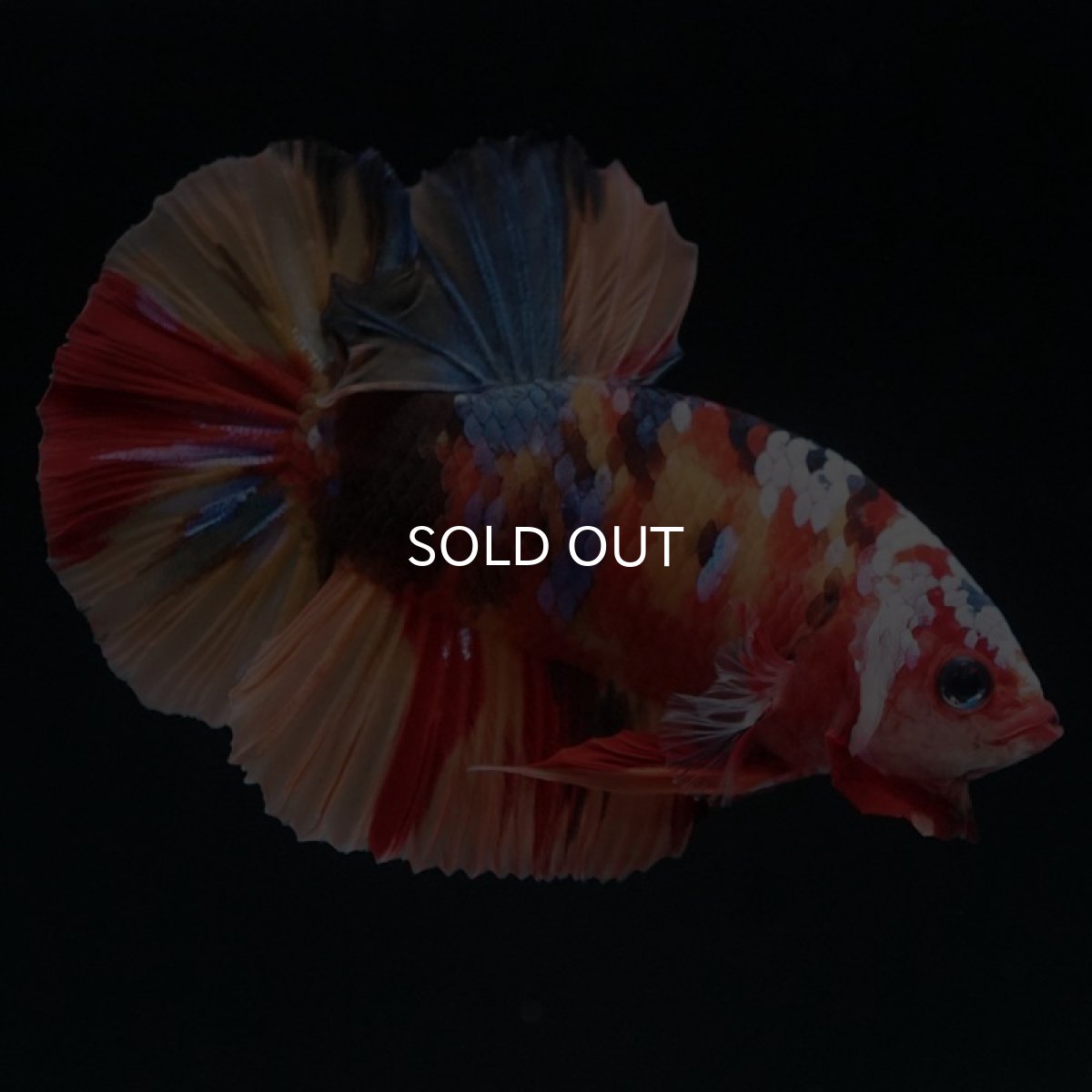 画像10: HMPK　キャンディ (10)