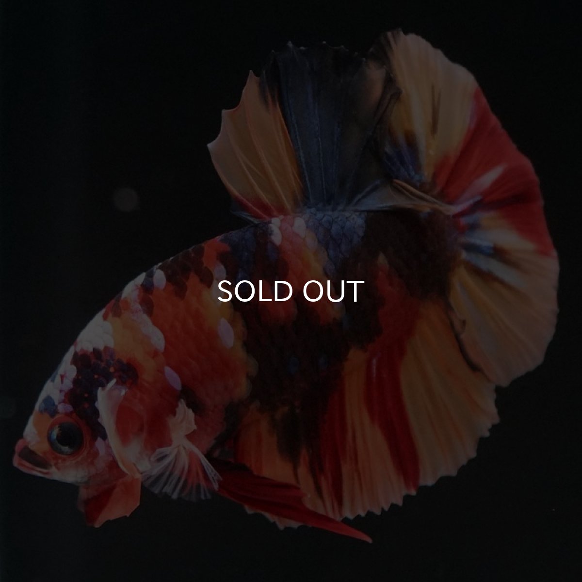 画像2: HMPK　キャンディ (2)