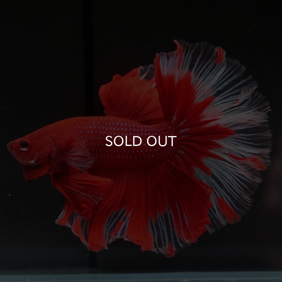 画像5: HM　レッドバタフライ　クリアフィン (5)