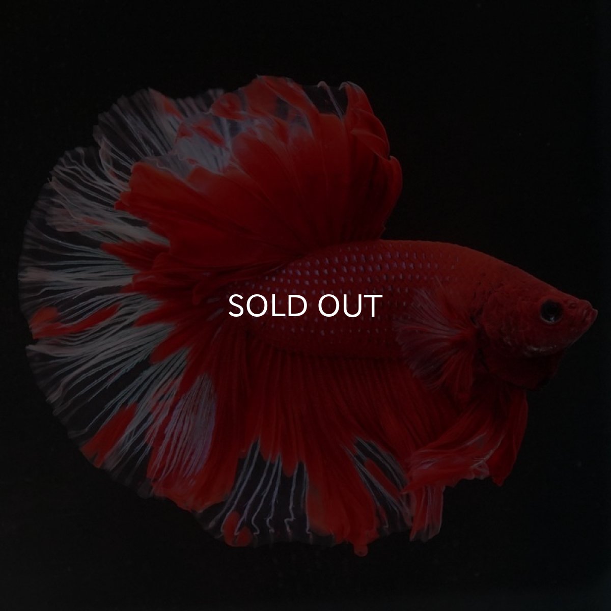 画像7: HM　レッドバタフライ　クリアフィン (7)