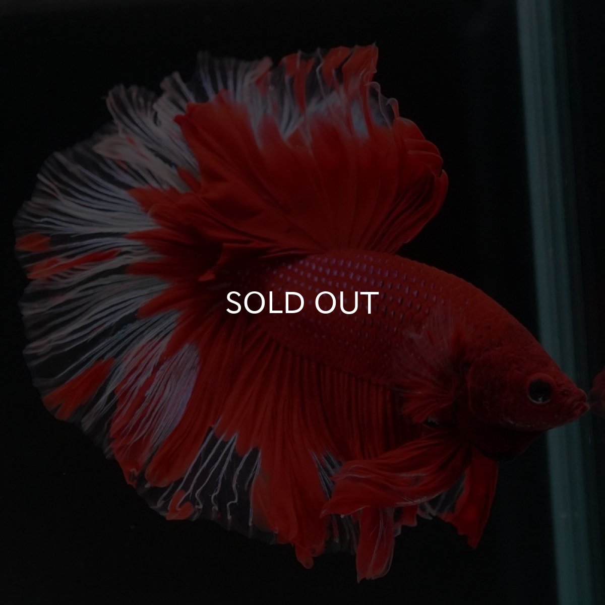 画像6: HM　レッドバタフライ　クリアフィン (6)