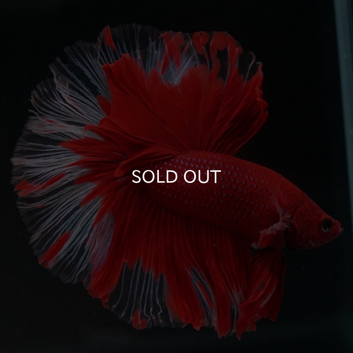 画像4: HM　レッドバタフライ　クリアフィン (4)