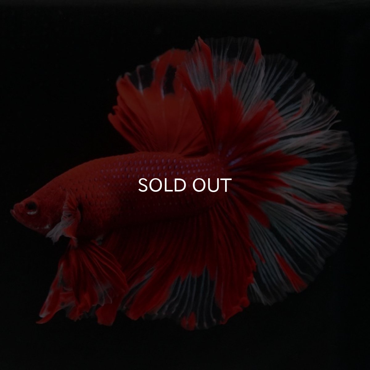 画像3: HM　レッドバタフライ　クリアフィン (3)