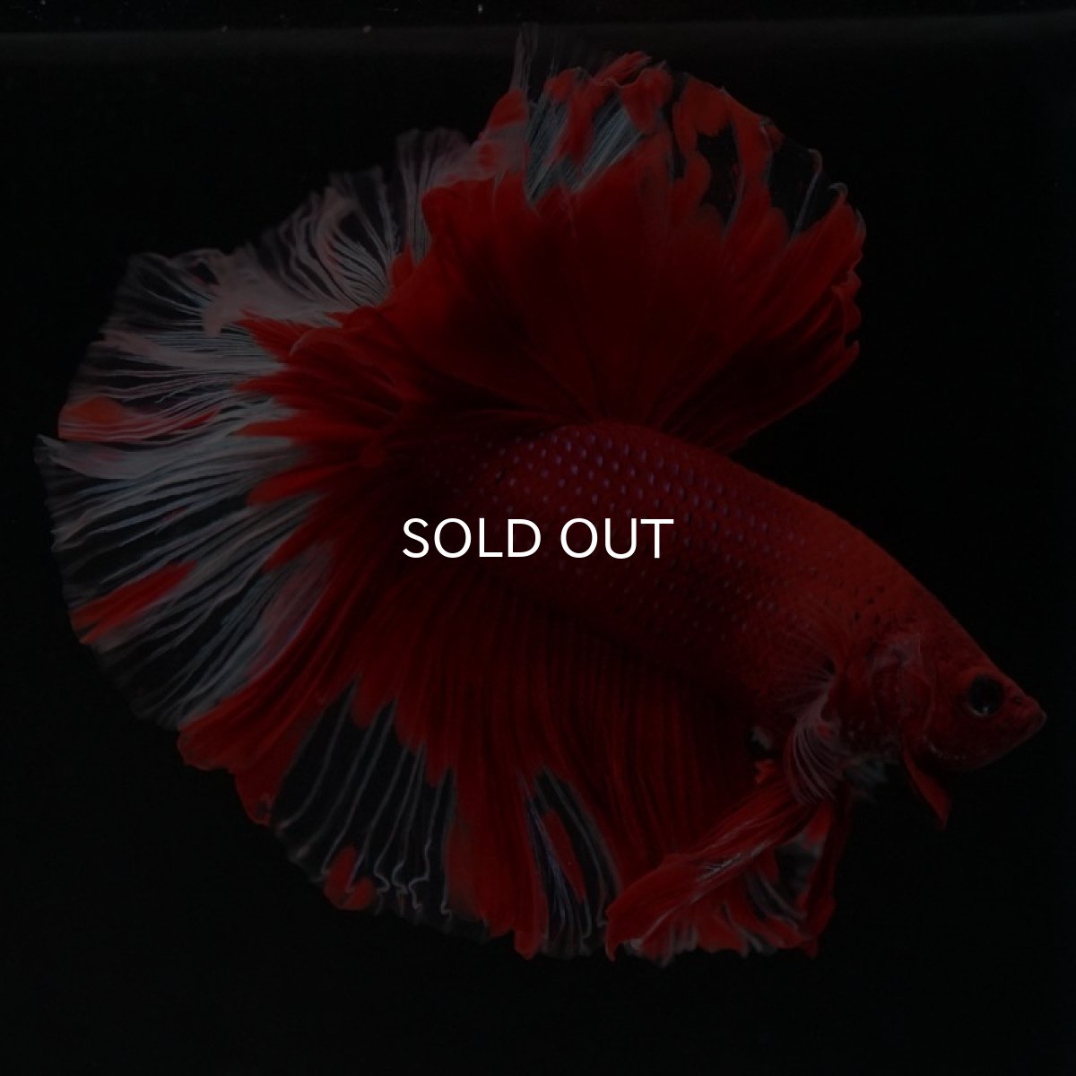 画像2: HM　レッドバタフライ　クリアフィン (2)