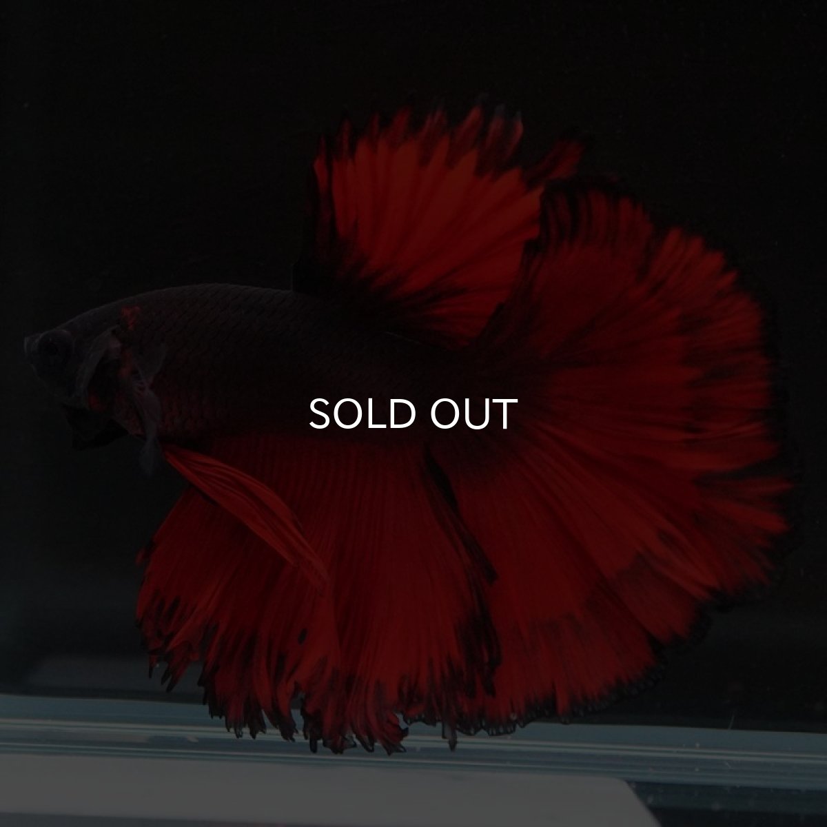 画像4: HM　レッドデビル (4)