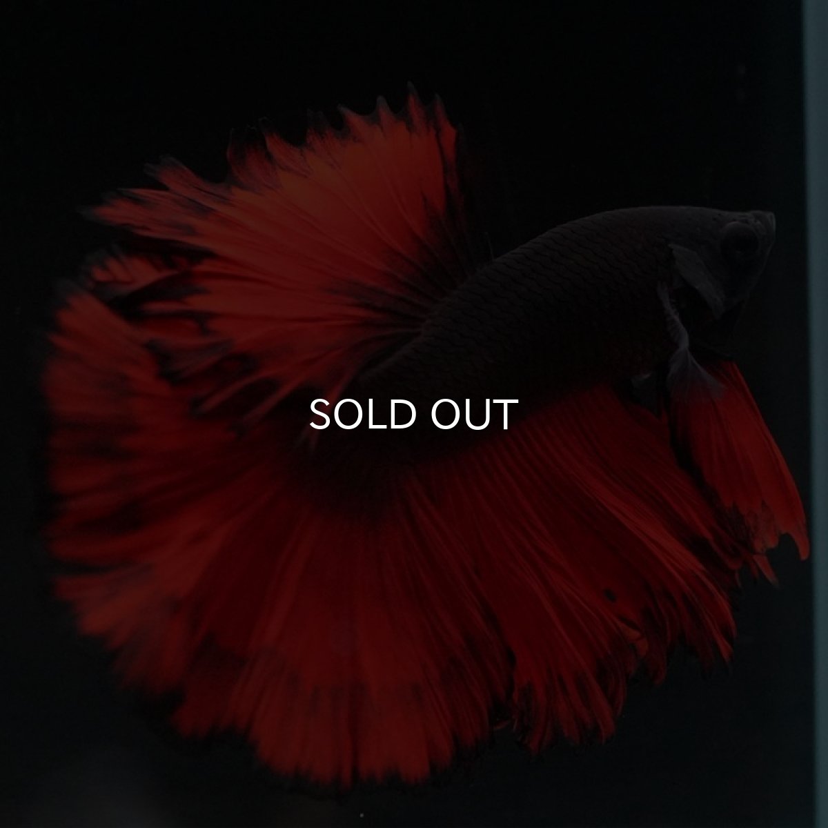 画像5: HM　レッドデビル (5)