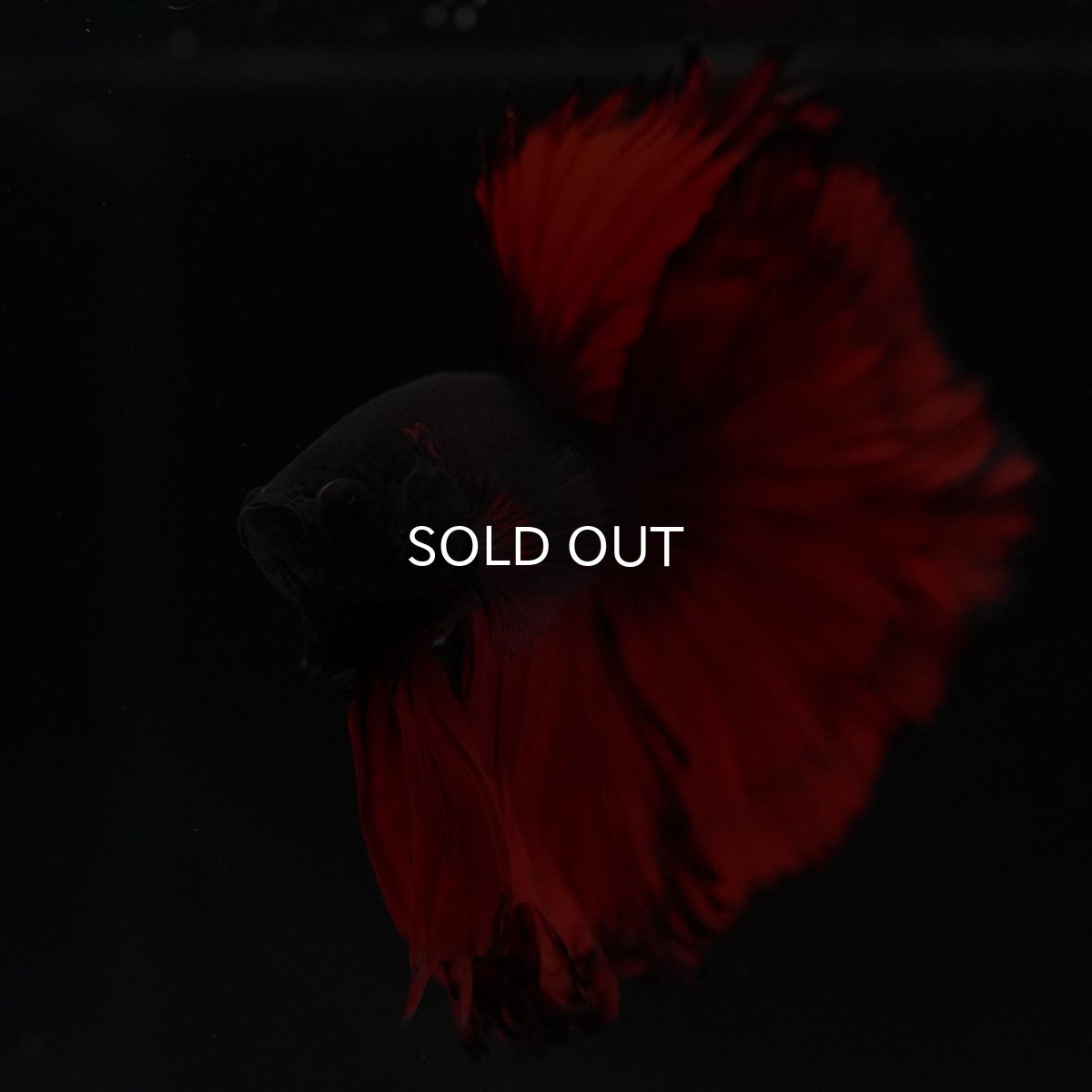 画像2: HM　レッドデビル (2)