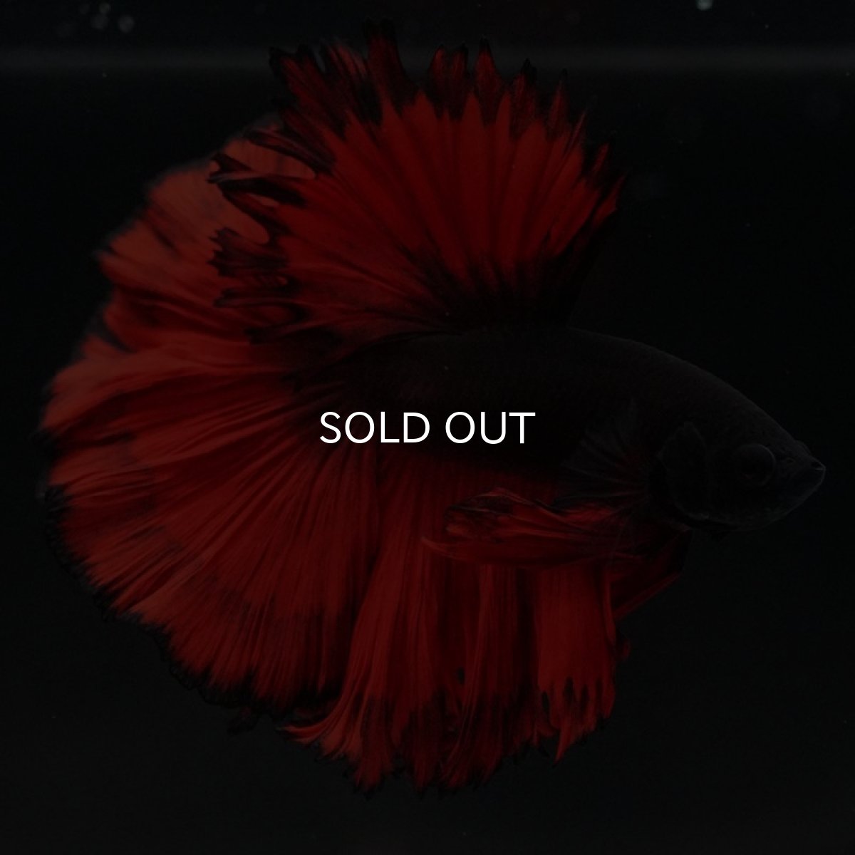 画像3: HM　レッドデビル (3)