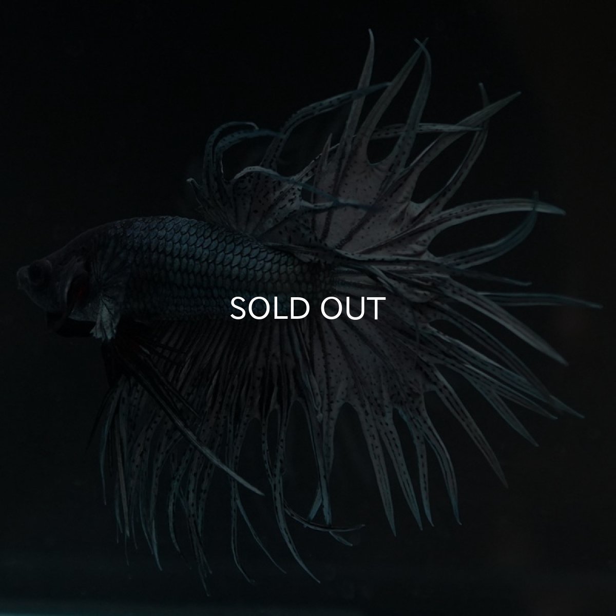 画像6: KCT カッパー (6)