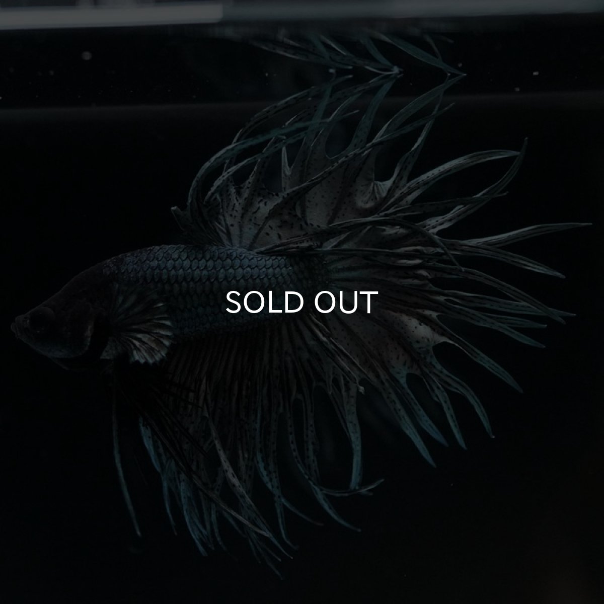 画像4: KCT カッパー (4)