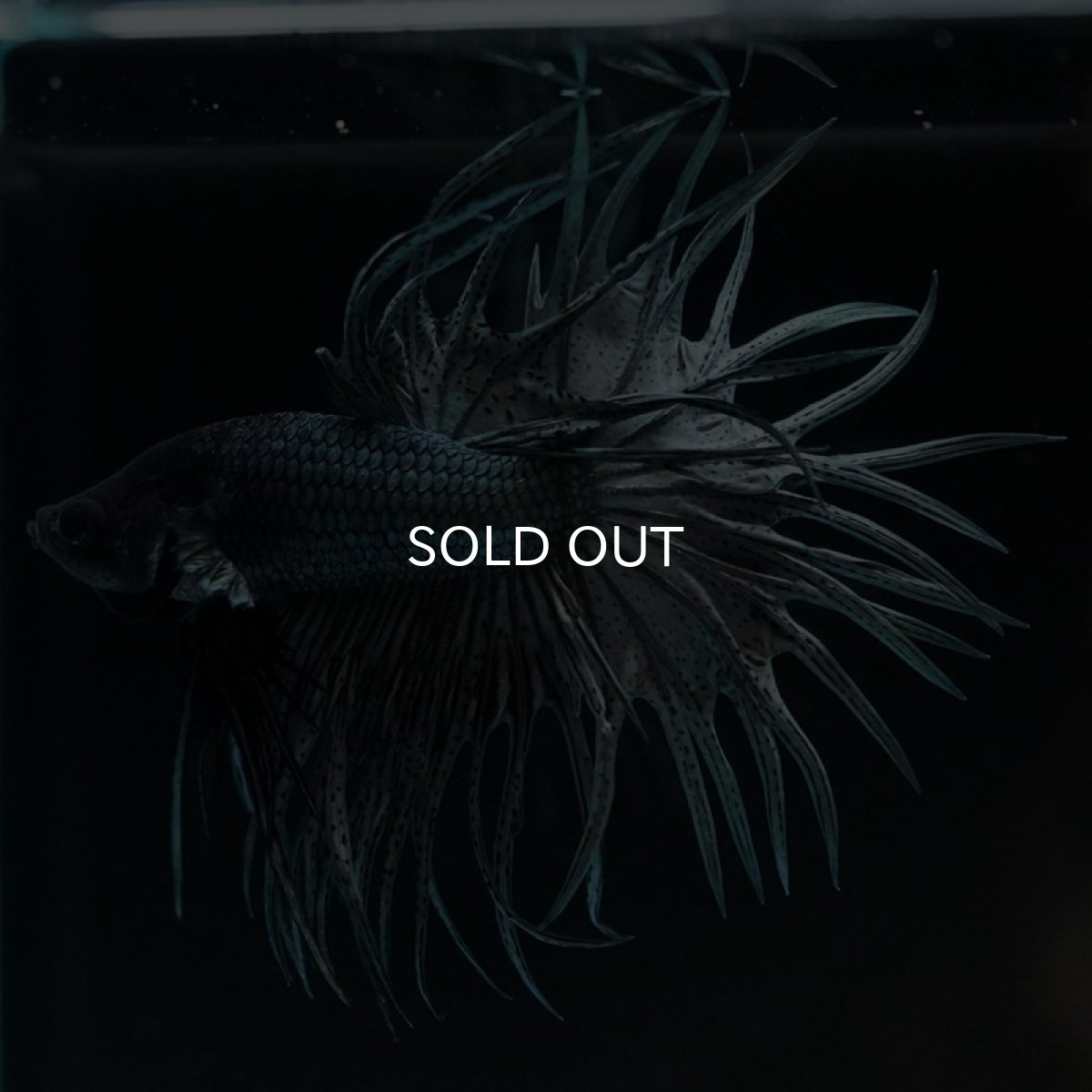 画像2: KCT カッパー (2)