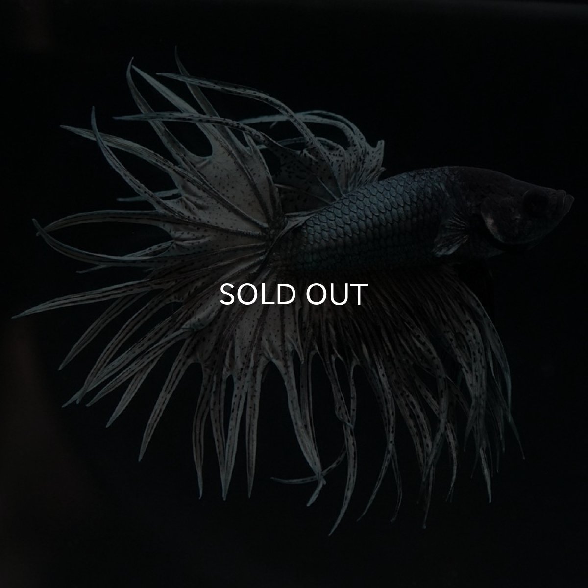 画像7: KCT カッパー (7)