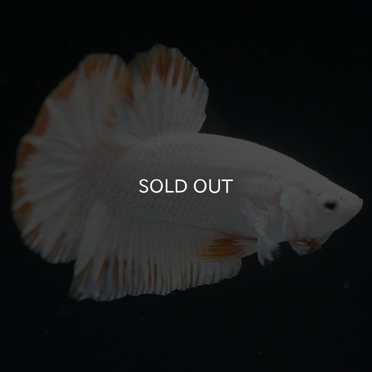 画像2: HMPK　プラチナイエロードラゴン　スノー (2)