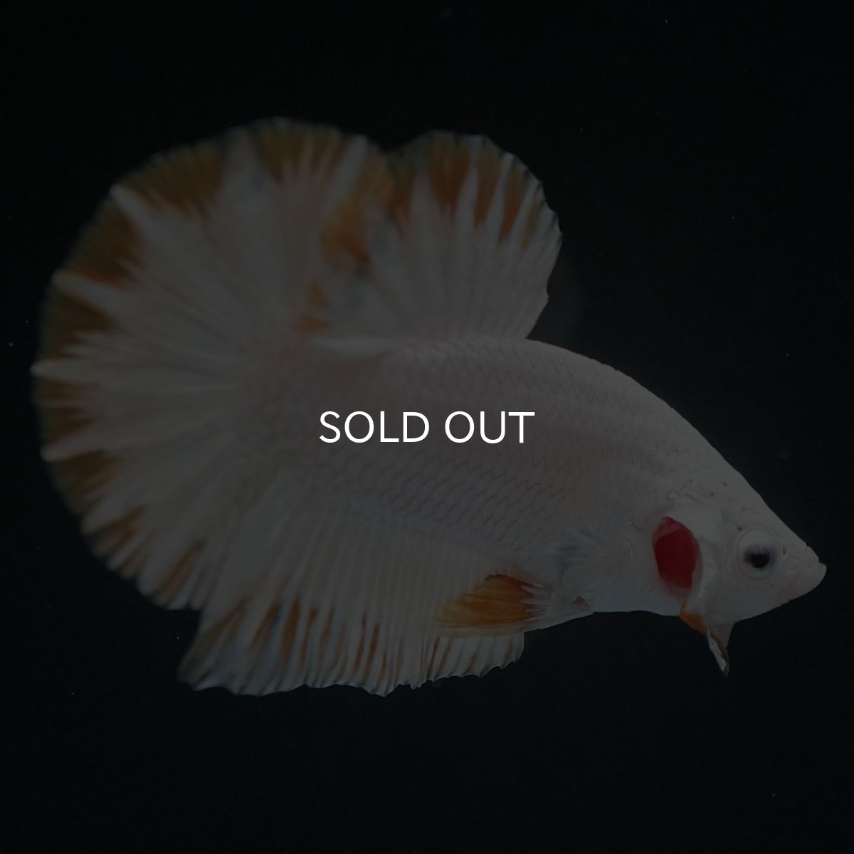 画像3: HMPK　プラチナイエロードラゴン　スノー (3)