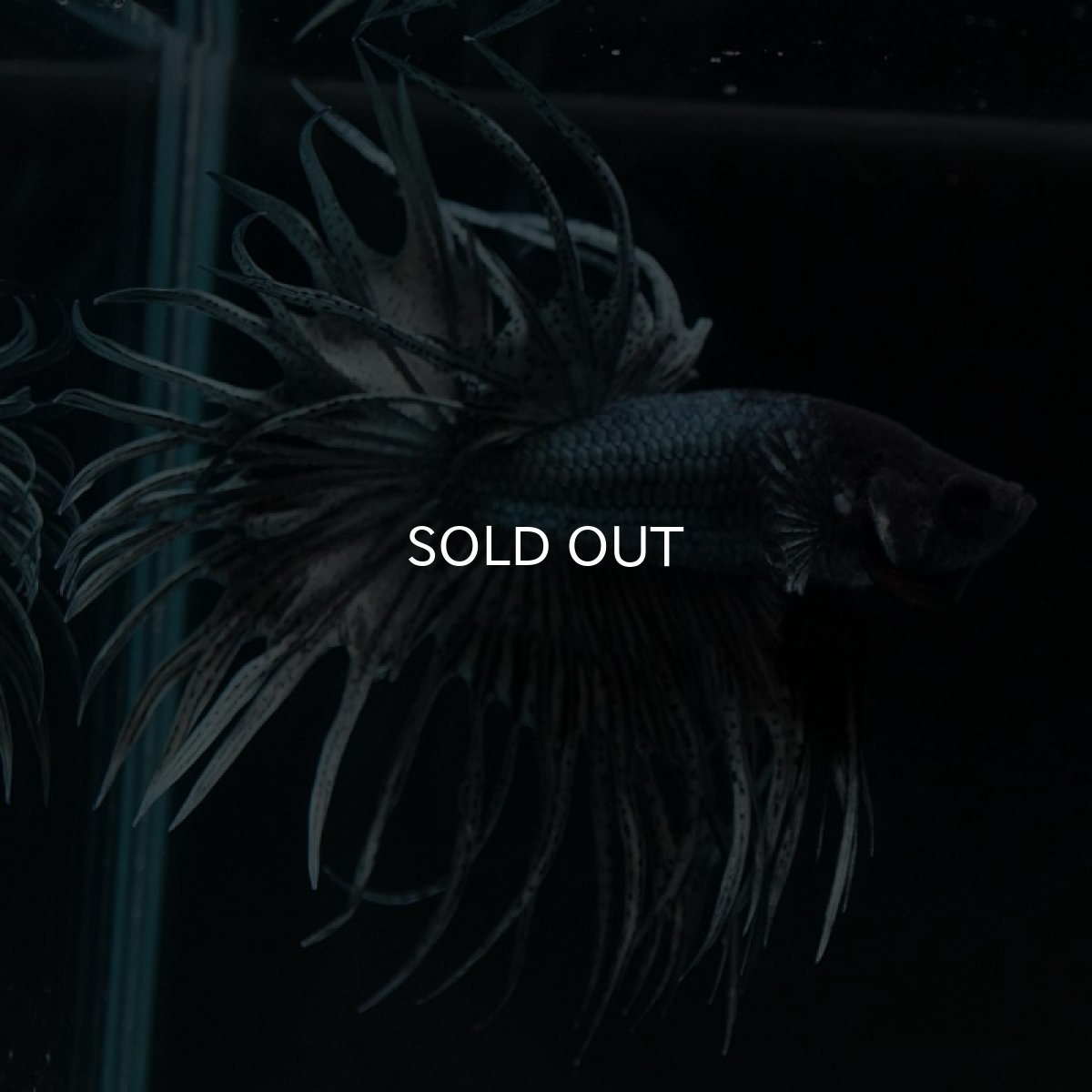 画像5: KCT カッパー (5)