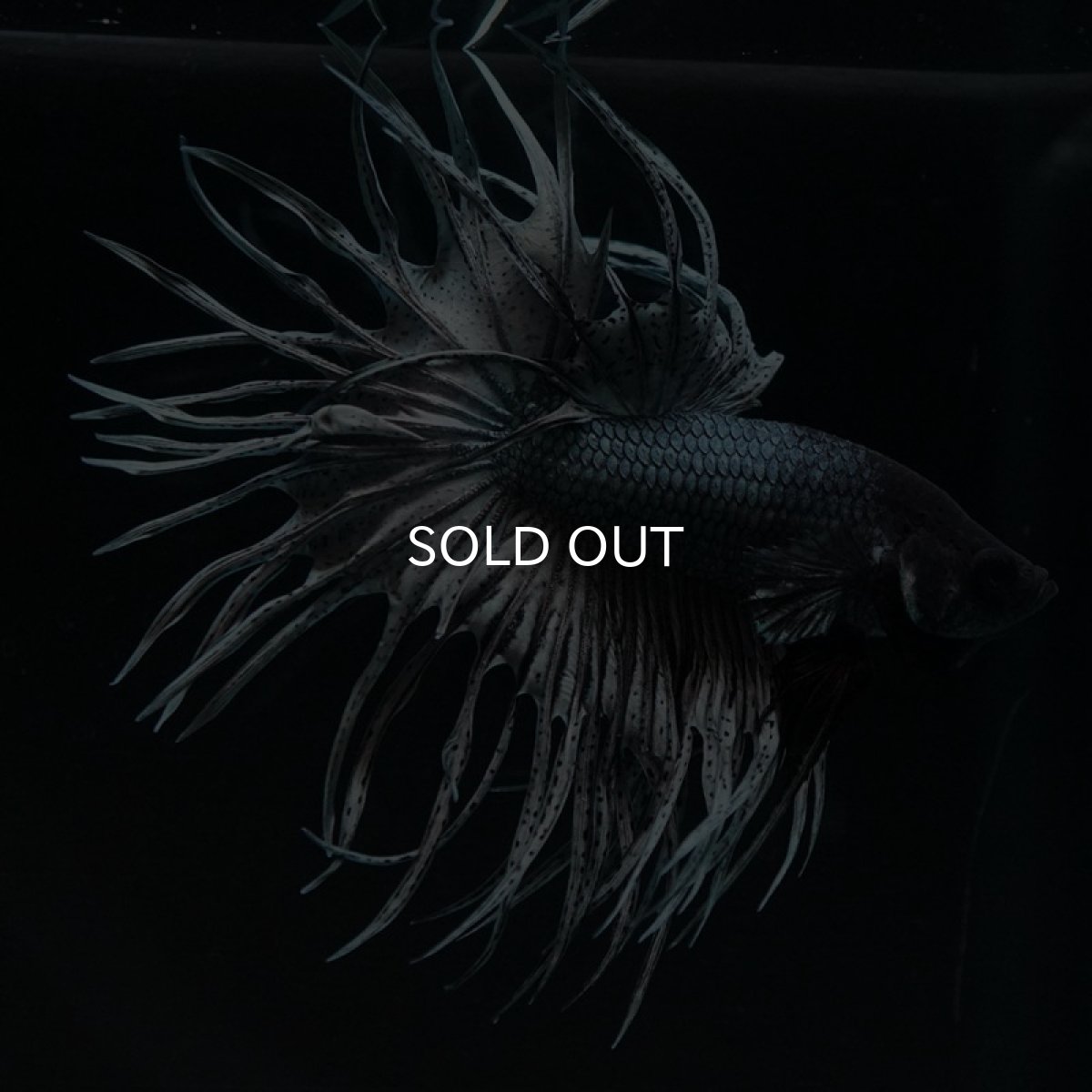 画像3: KCT カッパー (3)