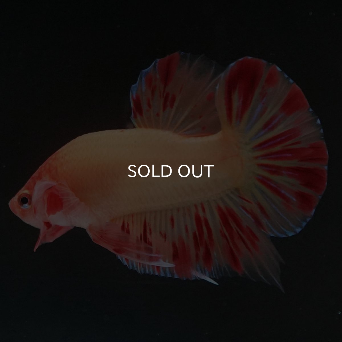 画像5: HMPK　アルマゲドン (5)