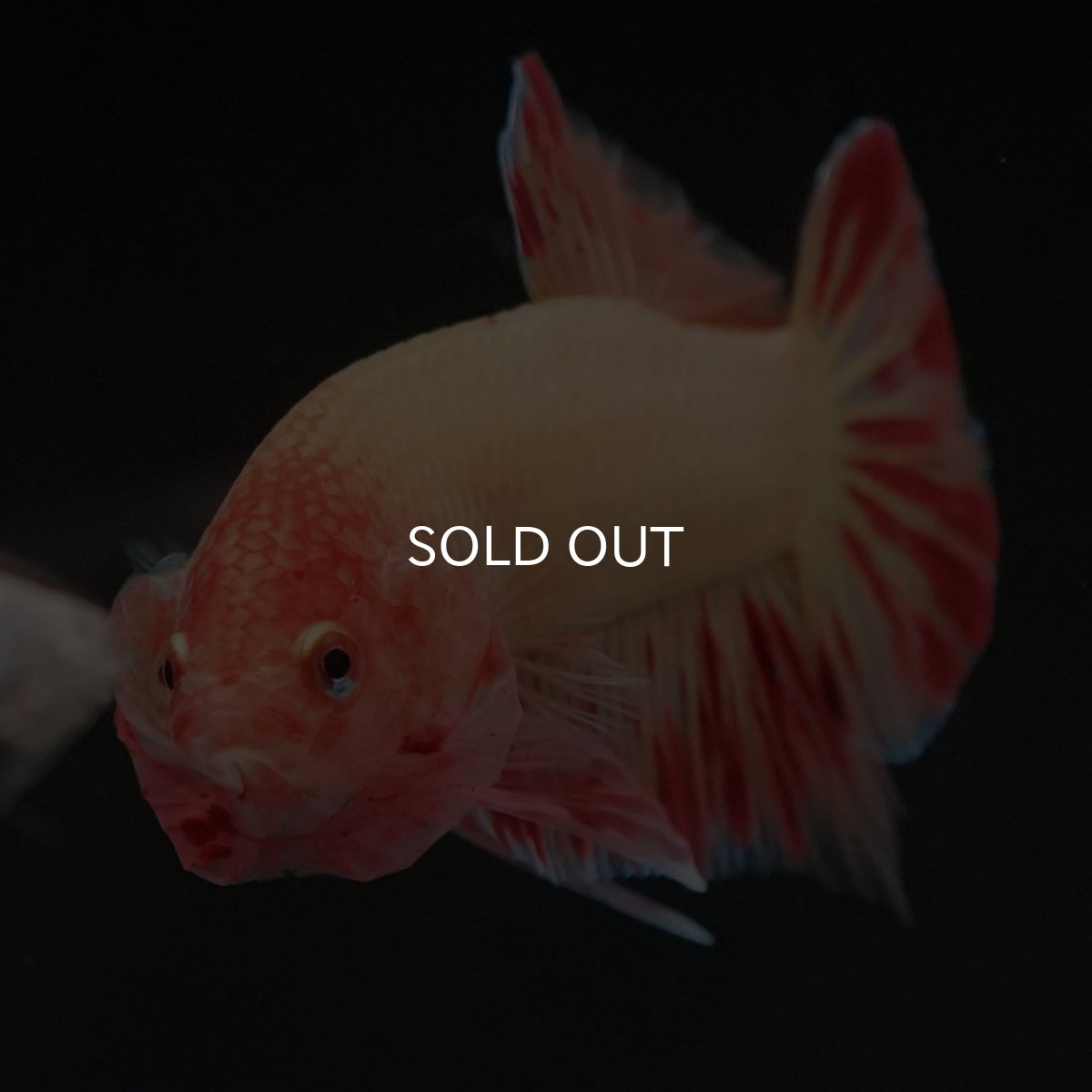 画像3: HMPK　アルマゲドン (3)