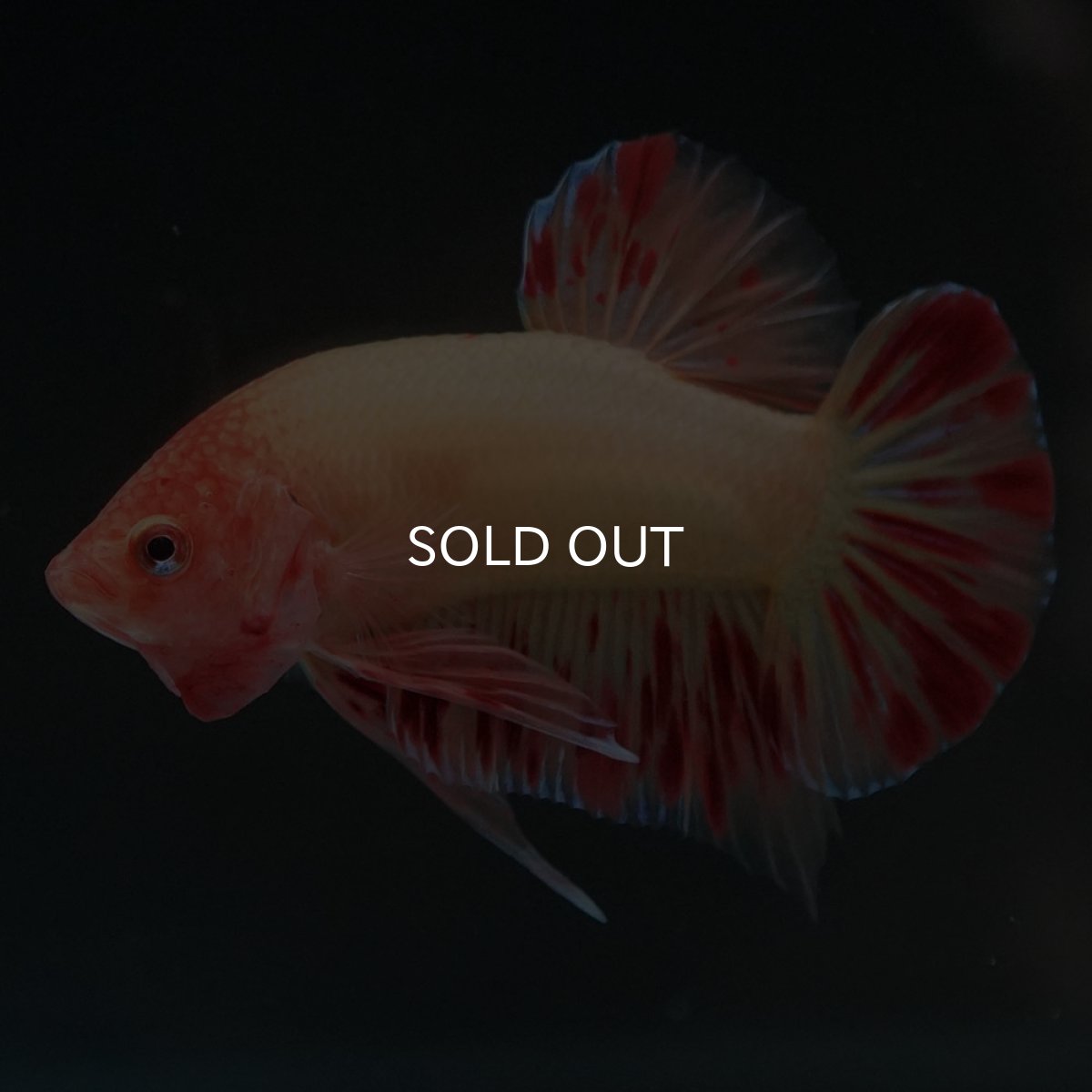 画像2: HMPK　アルマゲドン (2)