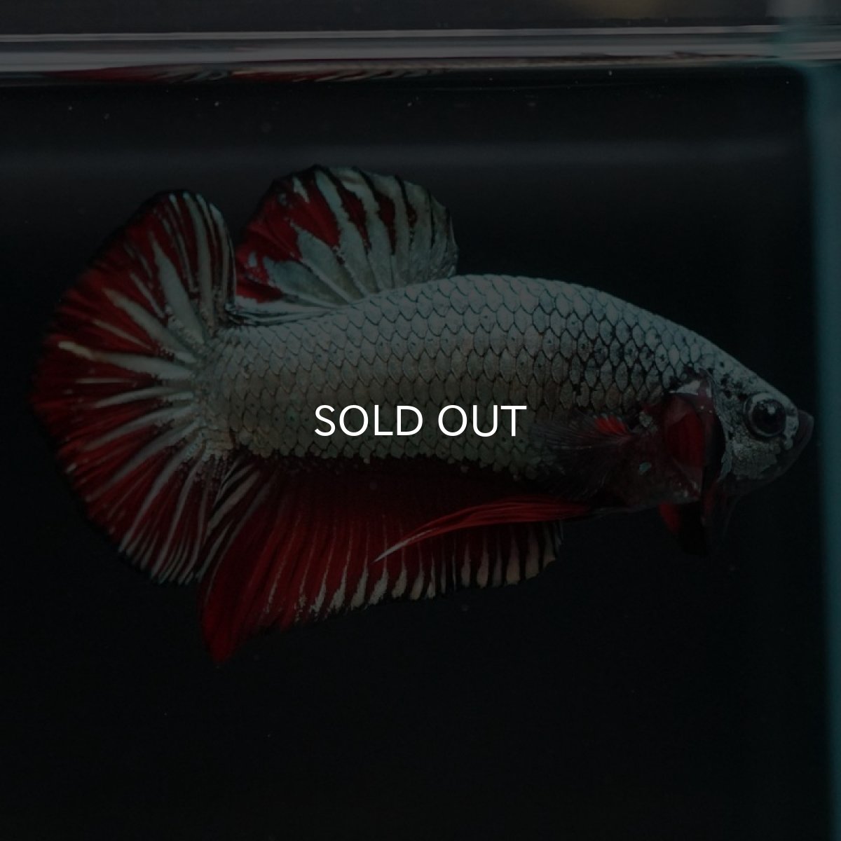 画像8: HMPK　レッドカッパー (8)